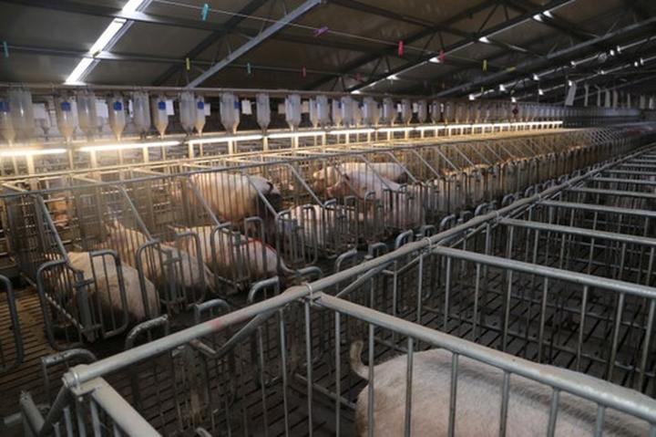 Czynniki kształtujące ceny chlewni